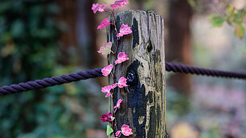 Wood Pink Leaves Rope Blur Background Nature HD wallpaper