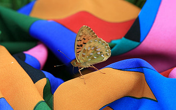 Summer, Macro, Insect, Butterfly, Dress HD wallpaper