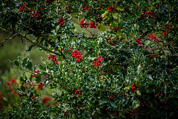 Holly Tree, Henderson holly farm, Whidbey island charm, Festive gifts HD wallpaper