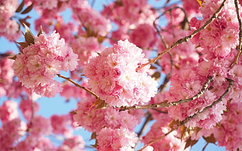 Sakura, , Blossom, Spring HD wallpaper