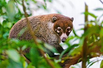 Coati, Animal , Nature HD wallpaper