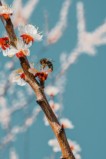 Animals, Bloom, Flowering, Branch, Bee, Pollen HD phone wallpaper