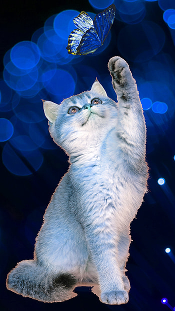Cat, Cute, butterfly HD phone wallpaper