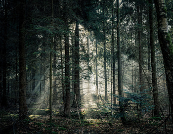 Nature, Trees, Shine, Light, Forest, Fog, Branches HD wallpaper