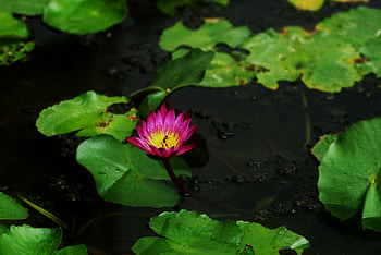 Lily, purple, unique beauty, pond HD wallpaper