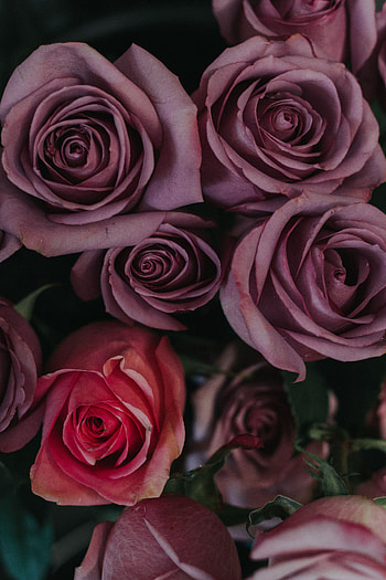 Flowers, Roses, Bouquet, Buds HD phone wallpaper