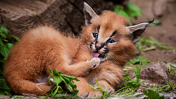 Baby, Caracal HD wallpaper