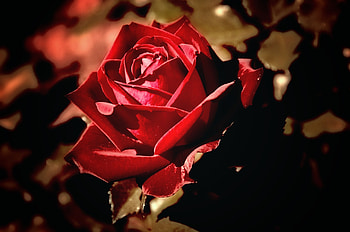 Macro, Rose Flower, Rose, Petals, Stem, Stalk HD wallpaper