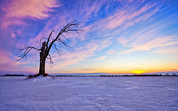 Landscape, Winter, Trees, Sunset HD wallpaper
