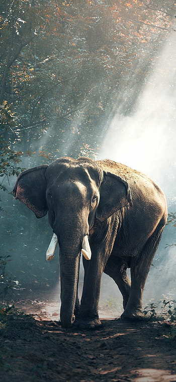 Elephant backgrounds, Exquisite , Gentle giants, Mobile HD phone wallpaper