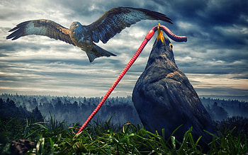 Birds Digital Art, artist, digital-art, birds HD wallpaper