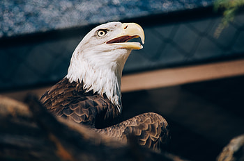 Animals, Bird, Beak, Predator, Eagle, Bald Eagle, White-Headed Eagle HD wallpaper