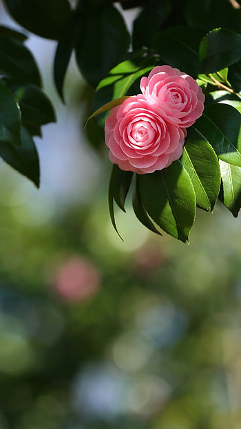 Earth camellia, Natural wonder, Floral beauty, Garden delight HD phone wallpaper