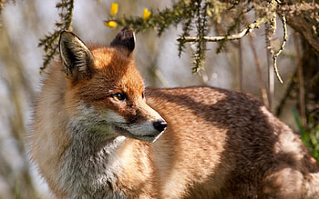 Animals, Fox, Wood, Tree, Branches, Animal HD wallpaper