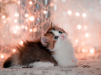 Kitten, animal, Cat, kitty HD wallpaper