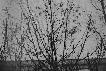 Nature, Wood, Tree, Branches, Bw, Chb HD wallpaper