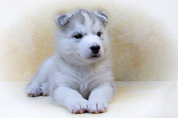 Siberian Husky, Animals, Husky, Dog, Siberian HD wallpaper