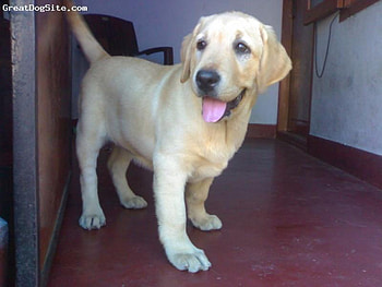 my first dog, dog, my, pup, awesome HD wallpaper