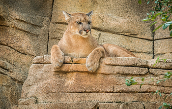 Animals, Puma, Mountain Lion, Cougar HD wallpaper