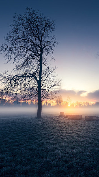 Autumn sunrise morning, , Captivating scene, Golden hues HD phone wallpaper