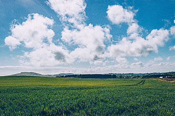Nature, Grass, Horizon, Field HD wallpaper