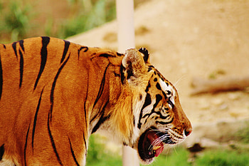 Animals, Muzzle, Predator, Tiger, Profile HD wallpaper