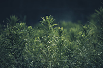 Nature, Grass, Plant, Blur, Smooth HD wallpaper