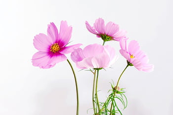 A stunning close-up of pink cosmos flowers with delicate petals, showcasing natural elegance. HD wallpaper