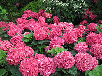Attractive Flowers at the garden 17, Hydrangeas, graphy, green, red, Flowers, garden HD wallpaper