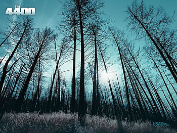 The Nature !!!, nature, sun, forest, tree HD wallpaper