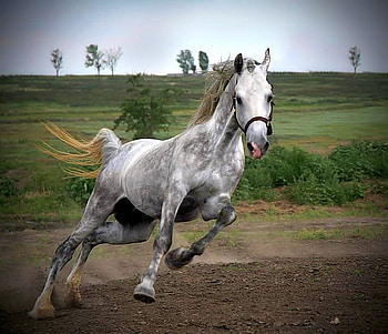 Running Horse, cool, horse, running HD wallpaper