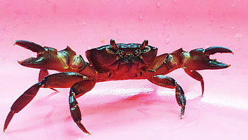 Black crab's , Mesmerizing visuals, , Artistic representation HD wallpaper