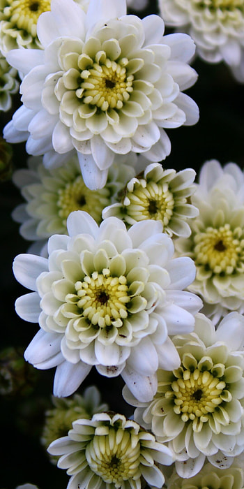 Chrysanthemum, White flowers, Beautiful blossom, Floral elegance HD phone wallpaper
