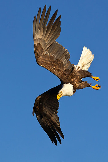 Bald Eagle, Fascinating hybrid, Horse and eagle, Unique artwork HD phone wallpaper