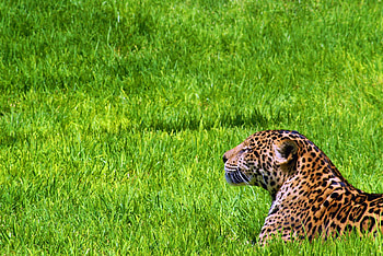 Animals, Grass, Jaguar, Sit, Predator HD wallpaper