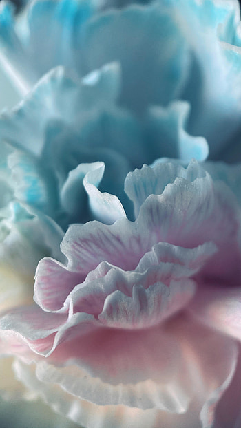 White flower, petals, blossom, close up HD phone wallpaper