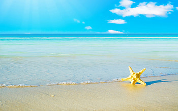 Summer vibes, Vibrant , Sunny days, Nature's warmth HD wallpaper