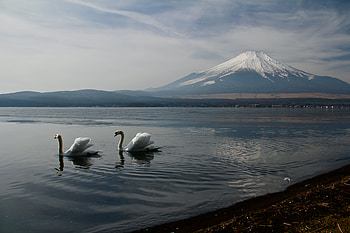 Mount Fuji Landscape View Ducks , mount-fuji, mountains, nature, landscape, duck HD wallpaper