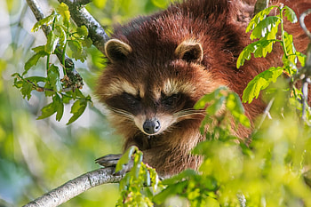 *** Red panda ***, animal, animals, red, panda HD wallpaper