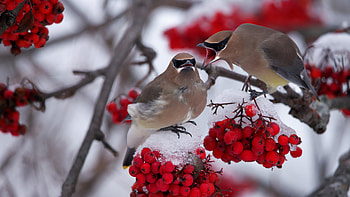 Two Waxwing Birds Are Standing On Frozen Snow Covered Red Cherry Fruits Tree Branches Birds HD wallpaper