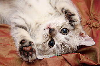 Animals, Cats HD wallpaper