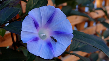 Flower, Macro, Insect, Morning Glory, Ipomoea Violacea HD wallpaper