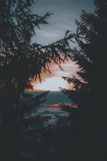 Landscape, Nature, Trees, Sunset, Twilight, Dark, Dusk HD phone wallpaper