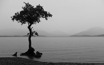 Tree, Black & White, Nature, Lake, Lonely Tree HD wallpaper