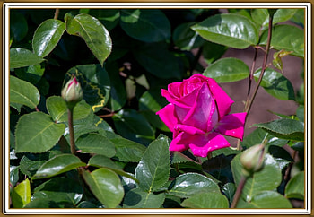 BEAUTIFUL ROSE, FLOWER, PRETTY, NATURE HD wallpaper