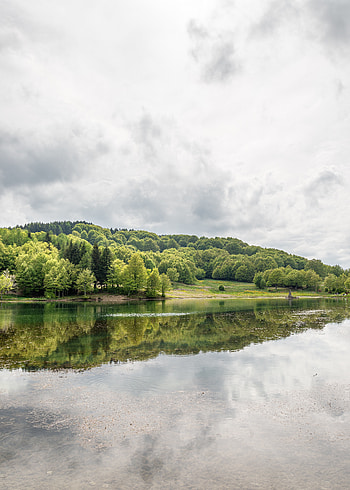 Nature, Trees, Lake, Reflection, Forest HD phone wallpaper