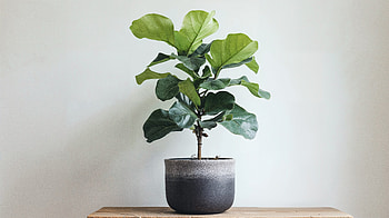 Enjoy the Fiddle Leaf Fig - , nature, plant, houseplant HD wallpaper