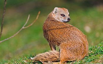 Animals, Sight, Opinion, Meerkat, Surikat, Back, Mongoose HD wallpaper