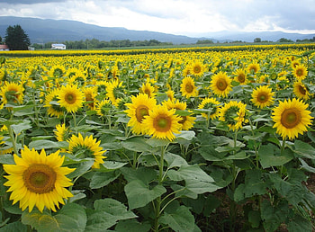 Flowers, Sunflowers, Sky, Summer, Horizon, Field HD wallpaper