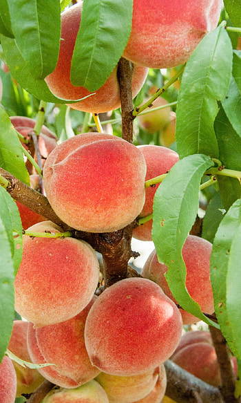 Harvester peach tree, Fruitful produce, Ison's Nursery, Thriving vineyard HD phone wallpaper